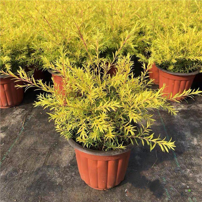 黄金香柳树苗室外庭院花园绿植观赏植物阳台盆栽四季常青绿化