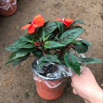 凤仙花盆栽四季开花庭院阳台观花植物凤仙花苗带花苞花期长