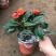 凤仙花盆栽四季开花庭院阳台观花植物凤仙花苗带花苞花期长