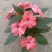 凤仙花盆栽四季开花庭院阳台观花植物凤仙花苗带花苞花期长