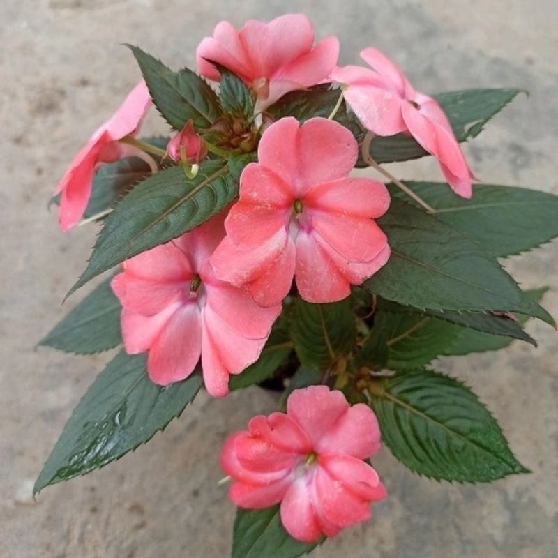 凤仙花盆栽四季开花庭院阳台观花植物凤仙花苗带花苞花期长