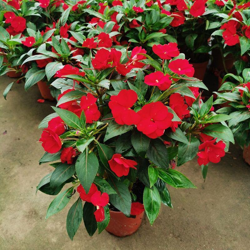 凤仙花盆栽四季开花庭院阳台观花植物凤仙花苗带花苞花期长