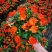 凤仙花盆栽四季开花庭院阳台观花植物凤仙花苗带花苞花期长