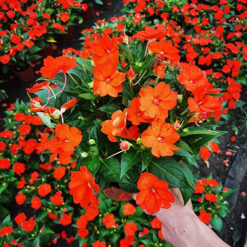 凤仙花盆栽四季开花庭院阳台观花植物凤仙花苗带花苞花期长