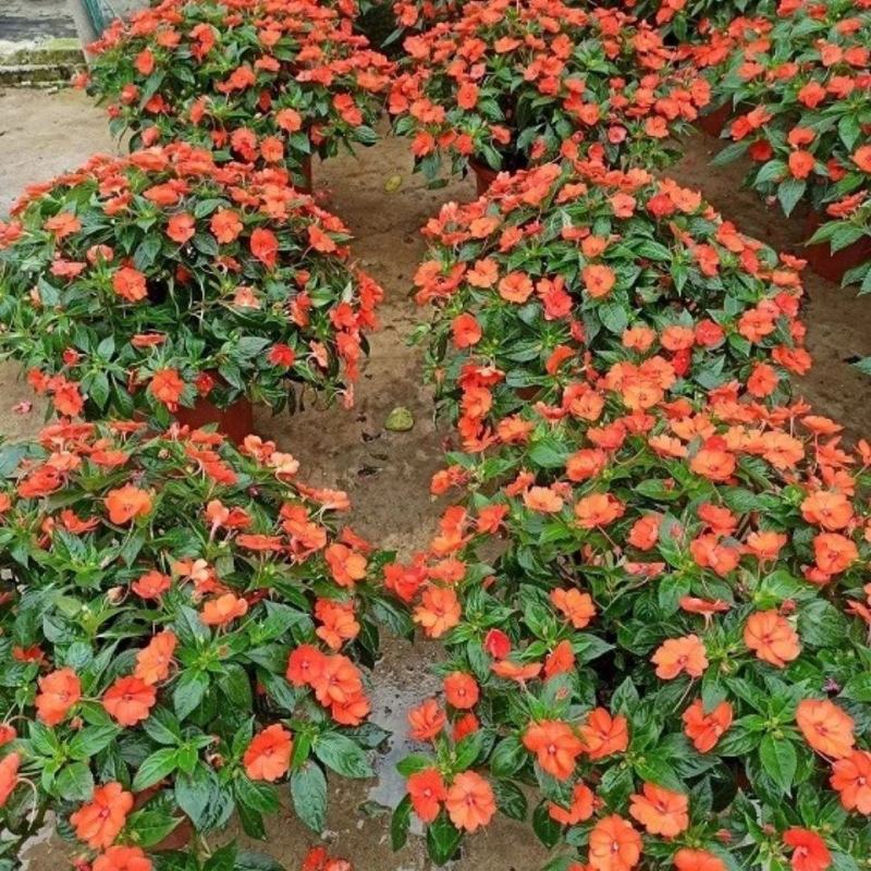 凤仙花盆栽四季开花庭院阳台观花植物凤仙花苗带花苞花期长