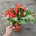凤仙花盆栽四季开花庭院阳台观花植物凤仙花苗带花苞花期长