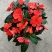 凤仙花盆栽四季开花庭院阳台观花植物凤仙花苗带花苞花期长