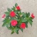 凤仙花盆栽四季开花庭院阳台观花植物凤仙花苗带花苞花期长