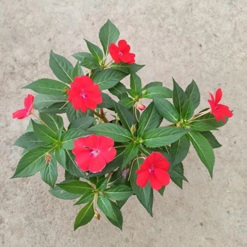 凤仙花盆栽四季开花庭院阳台观花植物凤仙花苗带花苞花期长