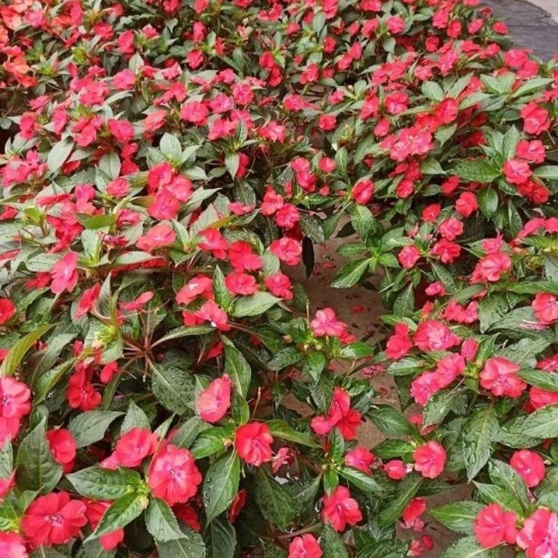 凤仙花盆栽四季开花庭院阳台观花植物凤仙花苗带花苞花期长