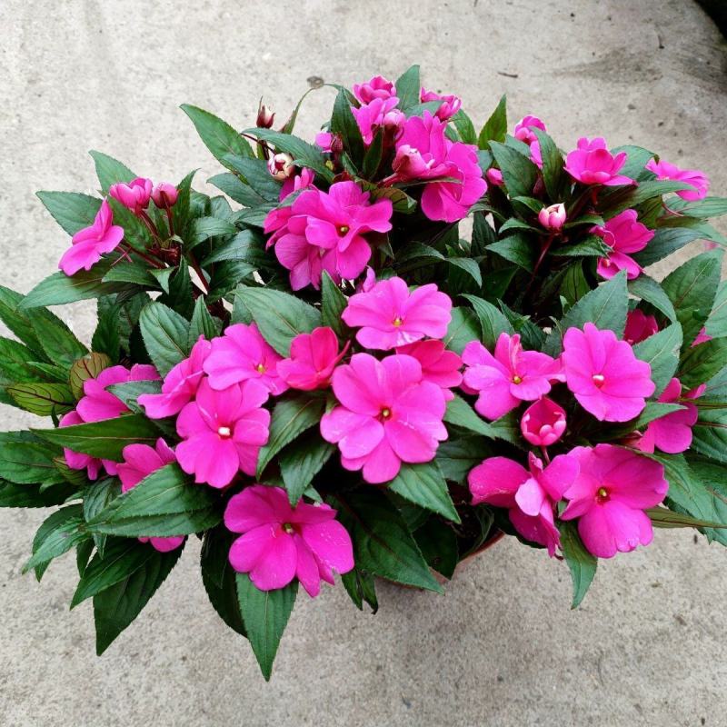 凤仙花盆栽四季开花庭院阳台观花植物凤仙花苗带花苞花期长