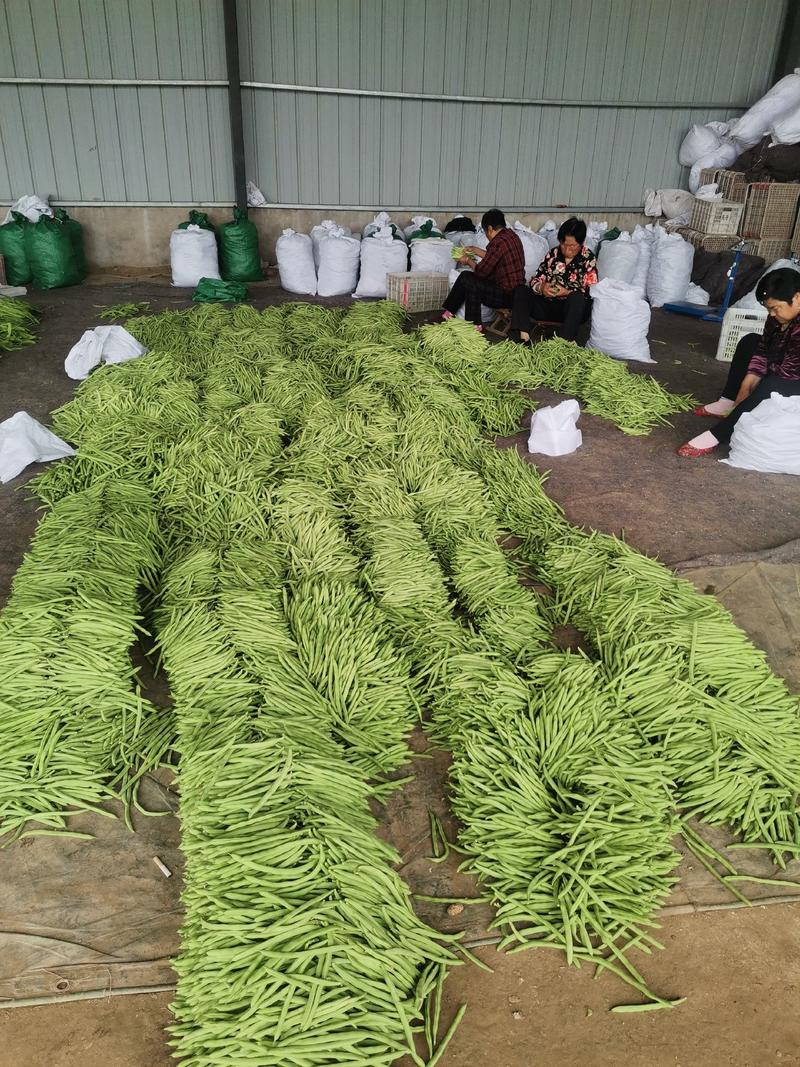 山东省鲁阳蔬菜经济发展公司优质绿扁豆