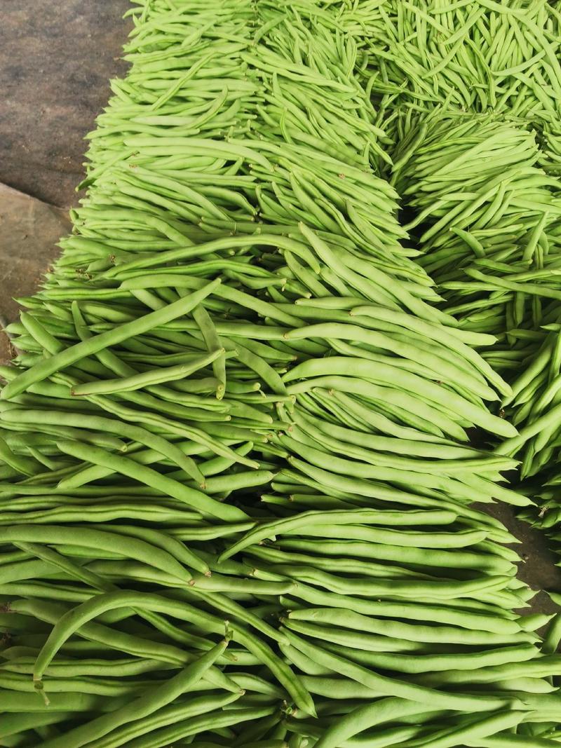 山东省鲁阳蔬菜经济发展公司优质绿扁豆