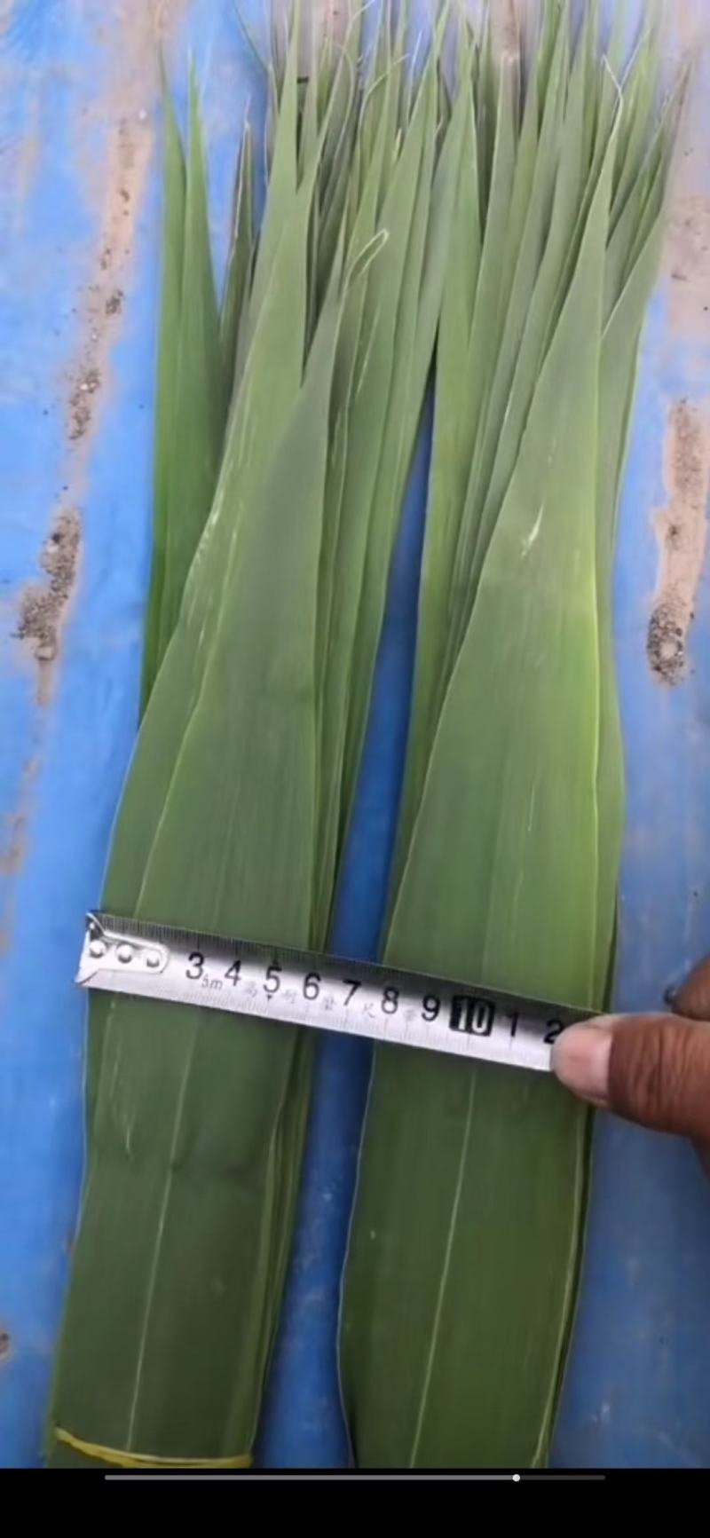 白洋淀粽子叶