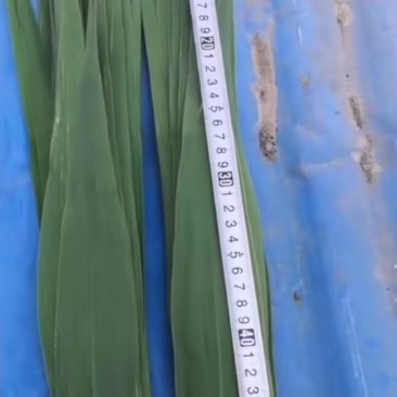 白洋淀粽子叶