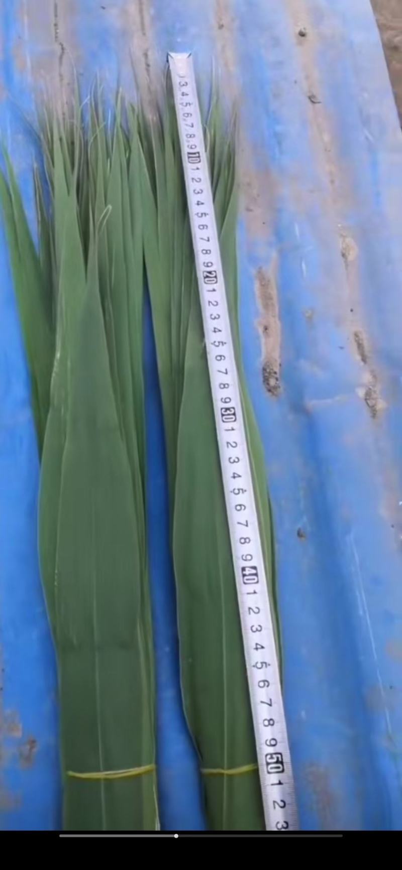 白洋淀粽子叶