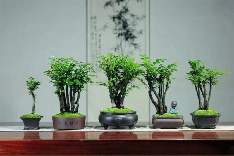 正宗小叶紫檀树苗名贵苗木盆景造型小叶紫檀树苗小叶紫檀老桩