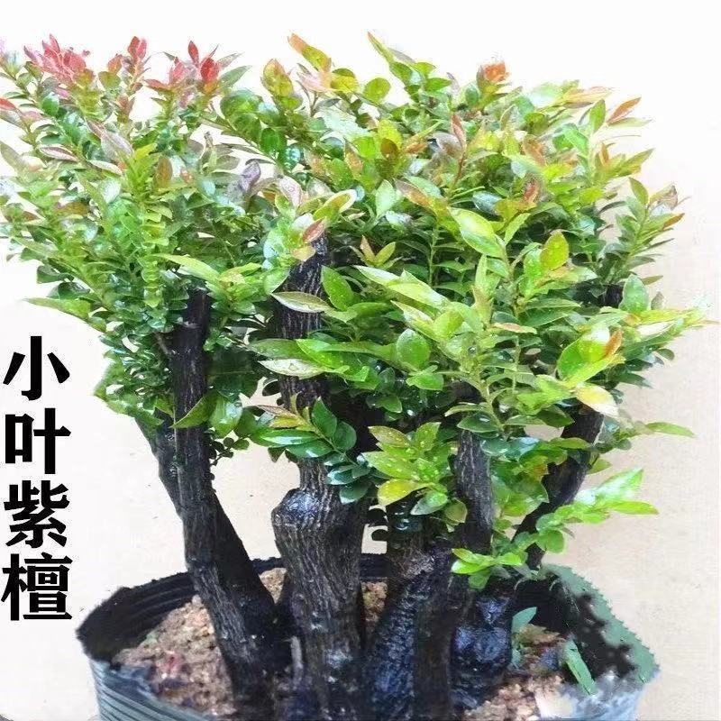 正宗小叶紫檀树苗名贵苗木盆景造型小叶紫檀树苗小叶紫檀老桩
