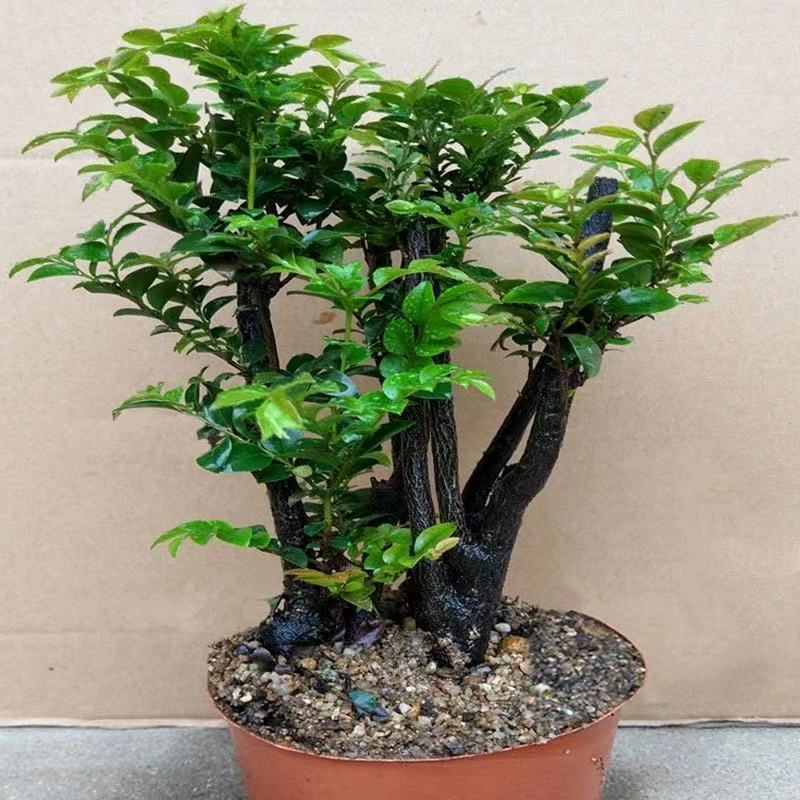 正宗小叶紫檀树苗名贵苗木盆景造型小叶紫檀树苗小叶紫檀老桩