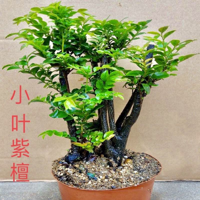 正宗小叶紫檀树苗名贵苗木盆景造型小叶紫檀树苗小叶紫檀老桩
