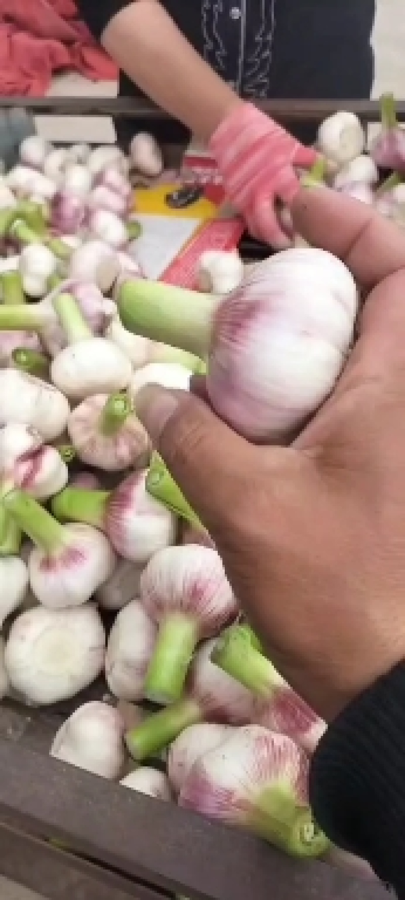 周口扒皮蒜，毛蒜，一手货源。各种包装。代发全国。