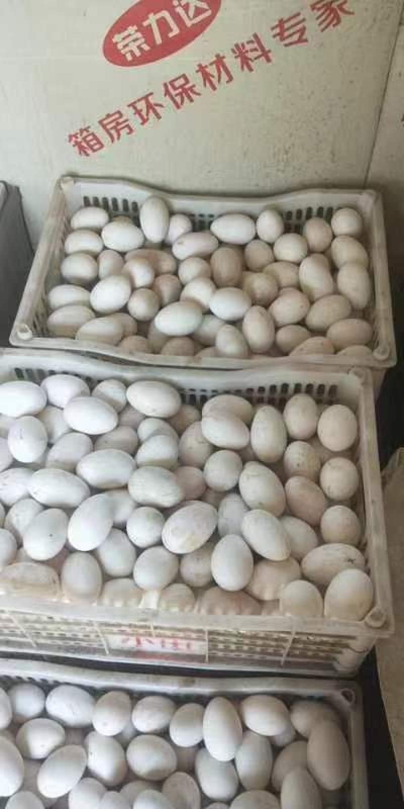 深州散养鹅蛋