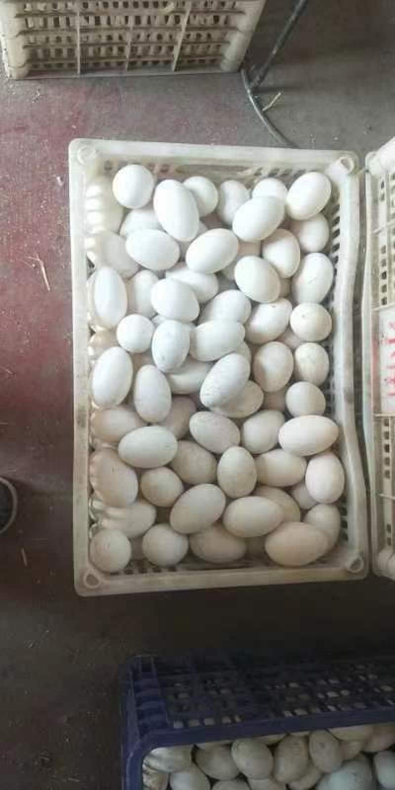 深州散养鹅蛋