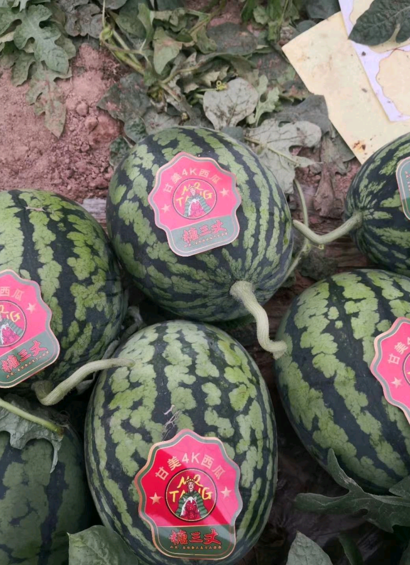 西瓜种子全美4K西瓜种子~皮薄耐裂性强单瓜5公斤口感好