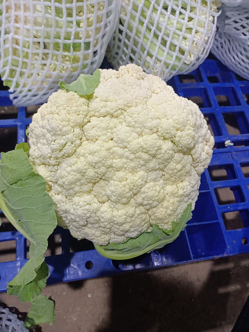 精品有机花菜！白色，花型饱满，大量现货