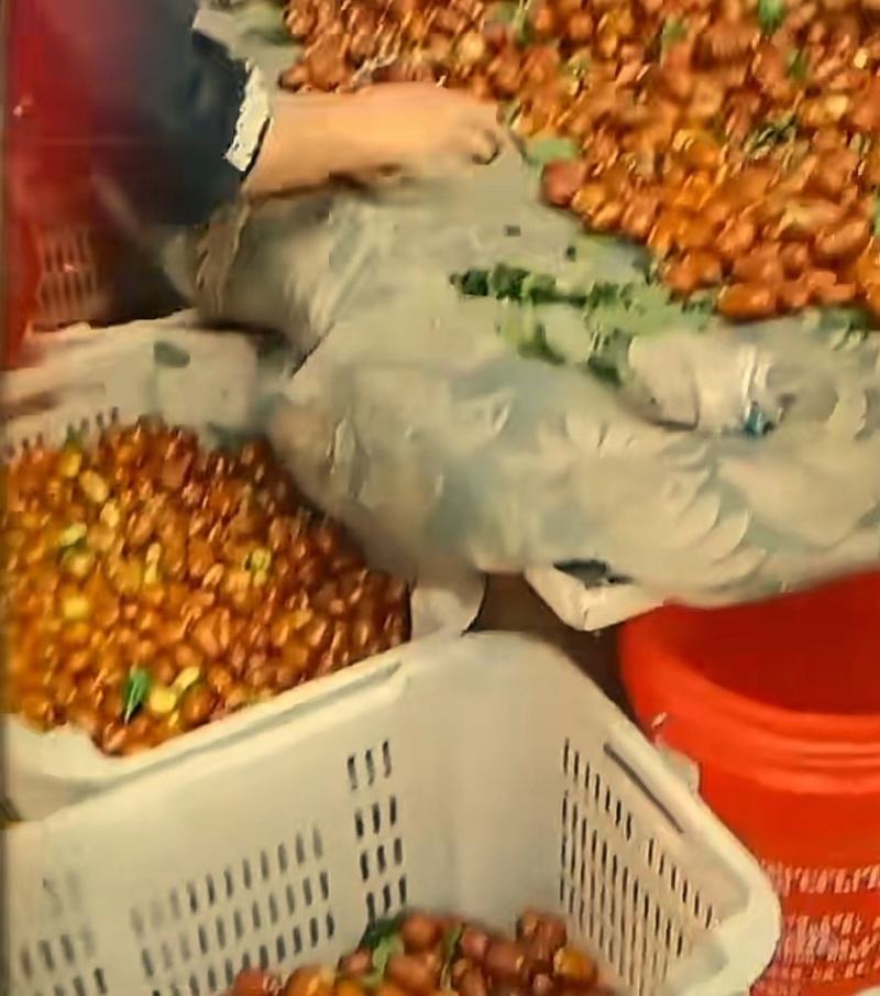 优质大红枣小树苗，成活率高，根系发达，耐寒耐旱，运输方便