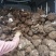 云苓云南茯苓丁产地直供发货现货各个规格可定制