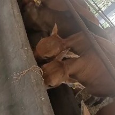杂交牛犊鲁西黄牛湖南黄牛犊免费送货