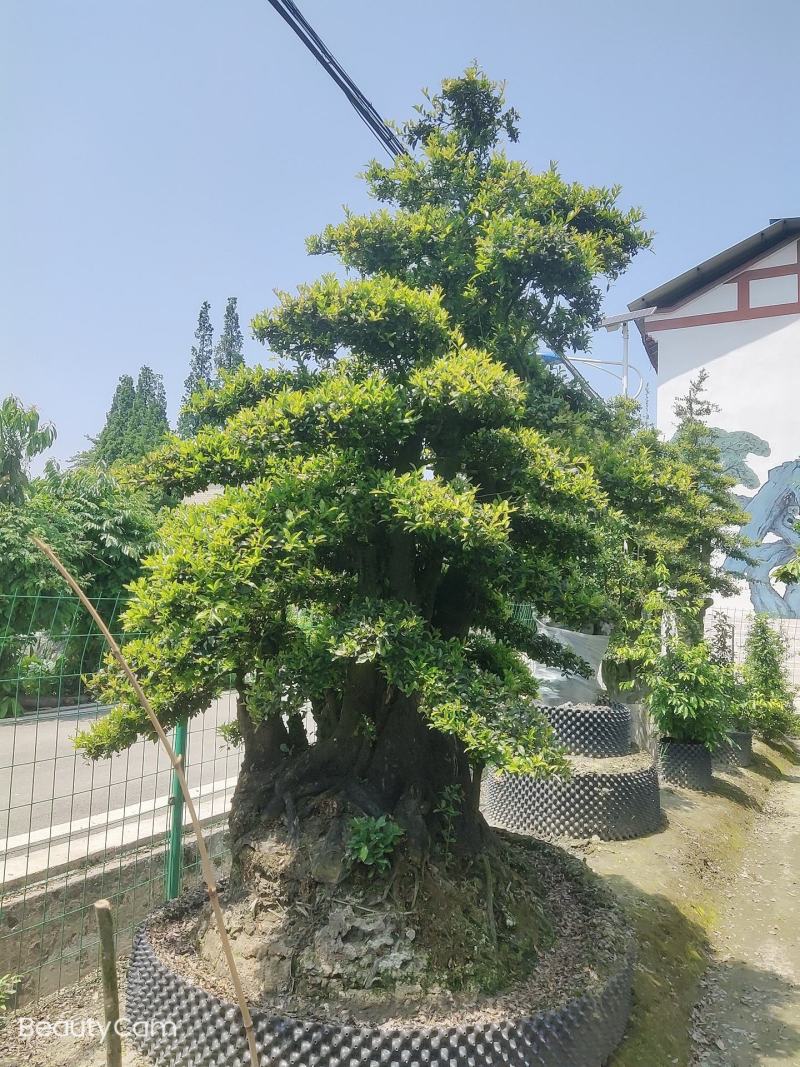 精品造型金蛋子桩头，长期供应，诚信第一非诚需要的朋友联系