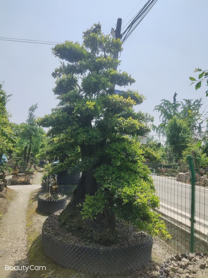 精品造型金蛋子桩头，长期供应，诚信第一非诚需要的朋友联系