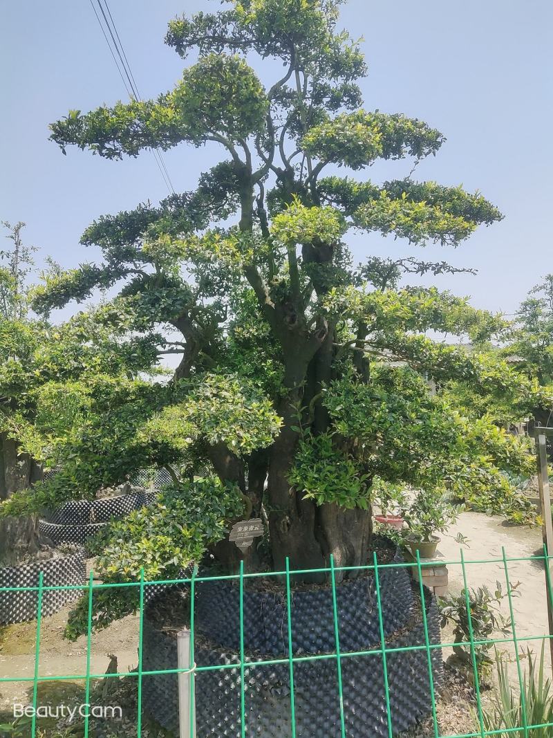 精品造型金蛋子桩头，长期供应，诚信第一非诚需要的朋友联系