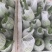 热卖精品瓜类，吊蓝，绿色，蔬菜，兰瓜，大棚吊兰