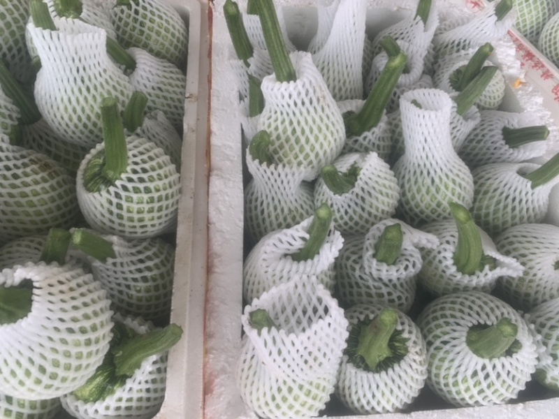 热卖精品瓜类，吊蓝，绿色，蔬菜，兰瓜，大棚吊兰