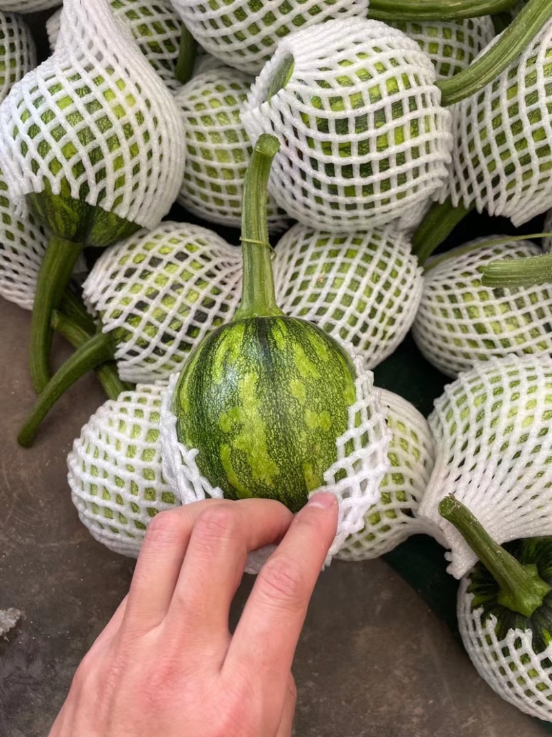 热卖精品瓜类，吊蓝，绿色，蔬菜，兰瓜，大棚吊兰