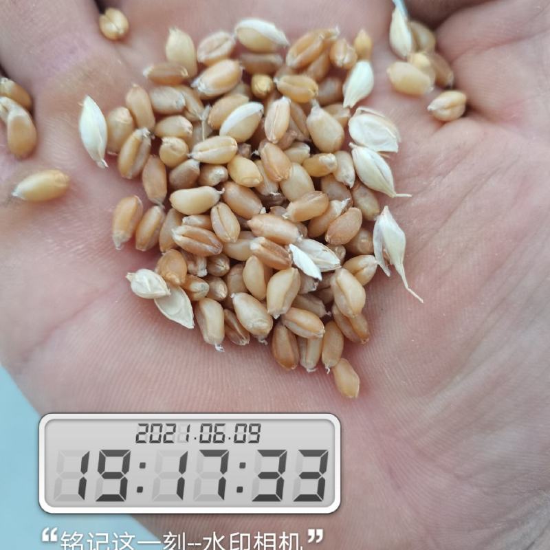 河北2022年新冬小麦，面粉加工。麦芽糖。羊肚菌用户