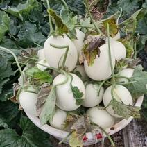 正宗南汇玉菇，每天可供货1万斤，瓜型好，熟度高16个糖