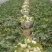 正宗南汇玉菇，每天可供货1万斤，瓜型好，熟度高16个糖