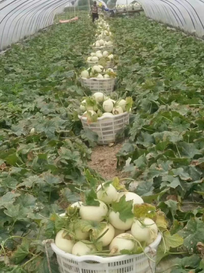 正宗南汇玉菇，每天可供货1万斤，瓜型好，熟度高16个糖