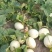 正宗南汇玉菇，每天可供货1万斤，瓜型好，熟度高16个糖
