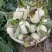 正宗南汇玉菇，每天可供货1万斤，瓜型好，熟度高16个糖