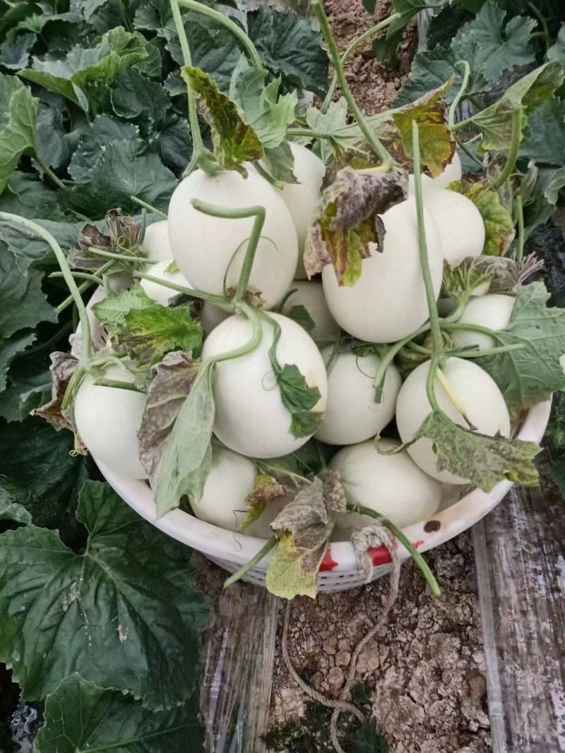 正宗南汇玉菇，每天可供货1万斤，瓜型好，熟度高16个糖