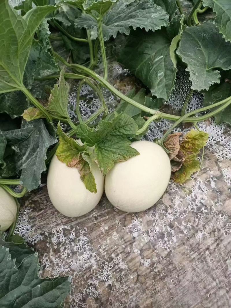 正宗南汇玉菇，每天可供货1万斤，瓜型好，熟度高16个糖