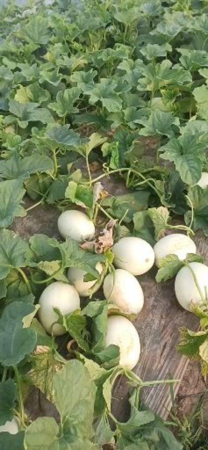 正宗南汇玉菇，每天可供货1万斤，瓜型好，熟度高16个糖