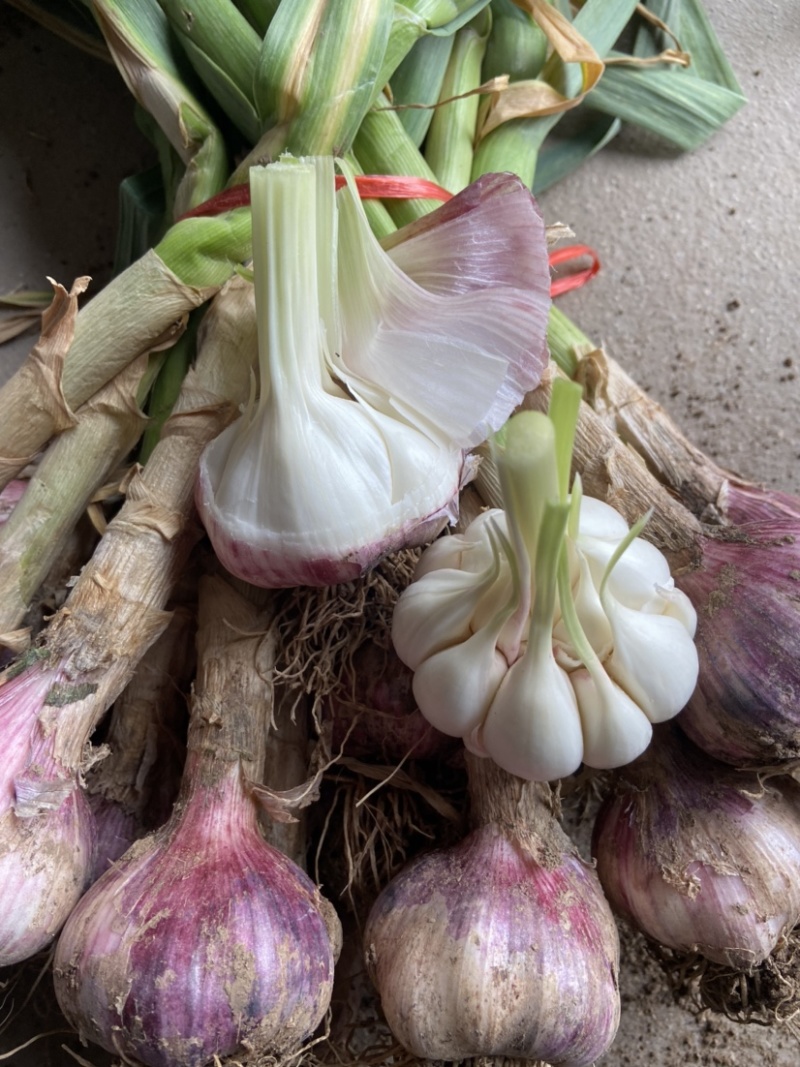 精品紫皮把子大蒜，颗粒饱满，现在以大量上市中，