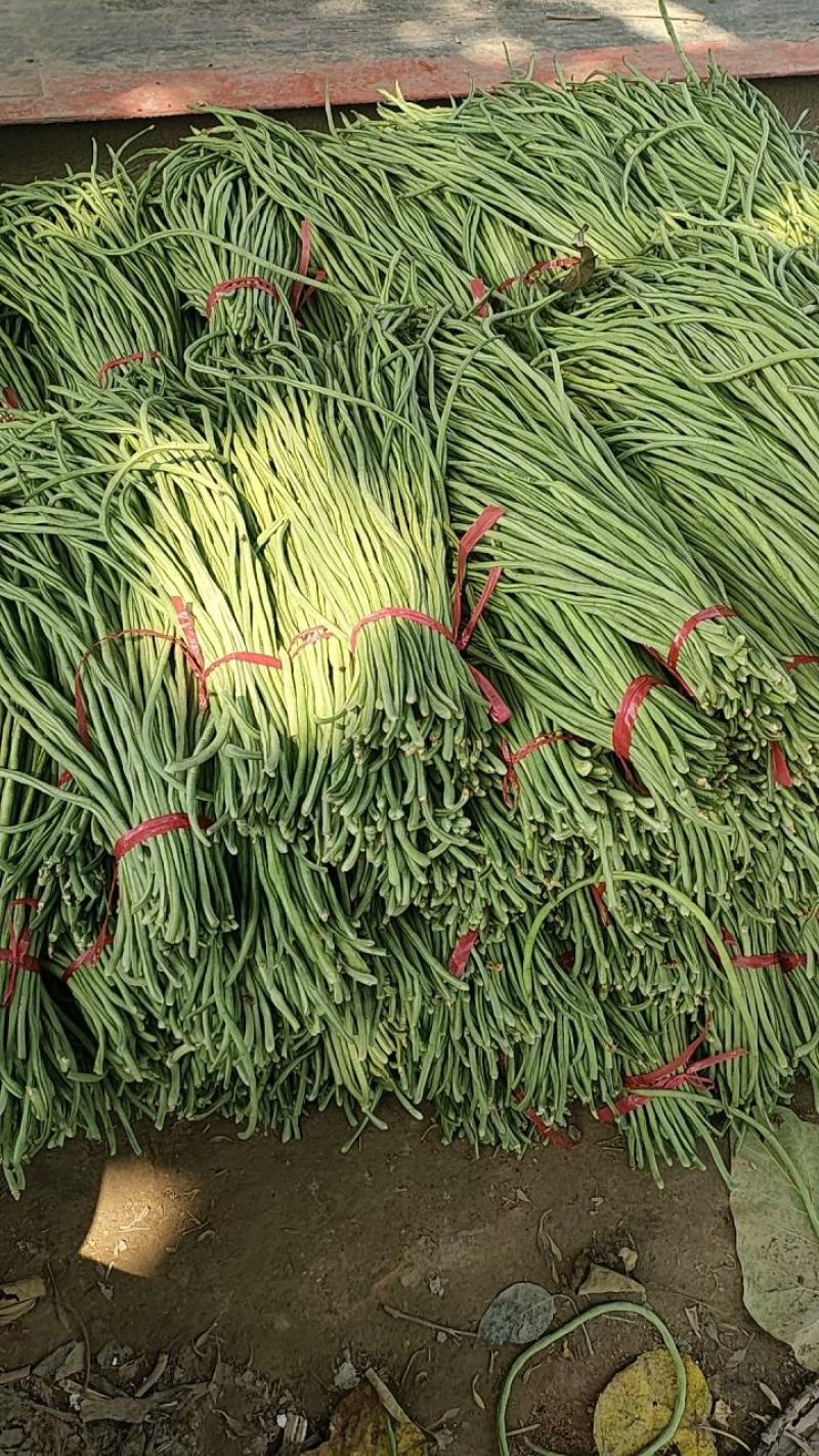 长豆角豆角精品豆角产地一手货源咱有专业的包装人员
