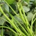 西瓜红红薯苗#头茬苗#种植六十天左右#欢迎提前下定